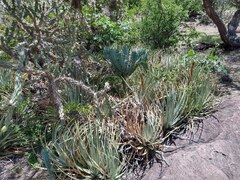 Hechtia podantha