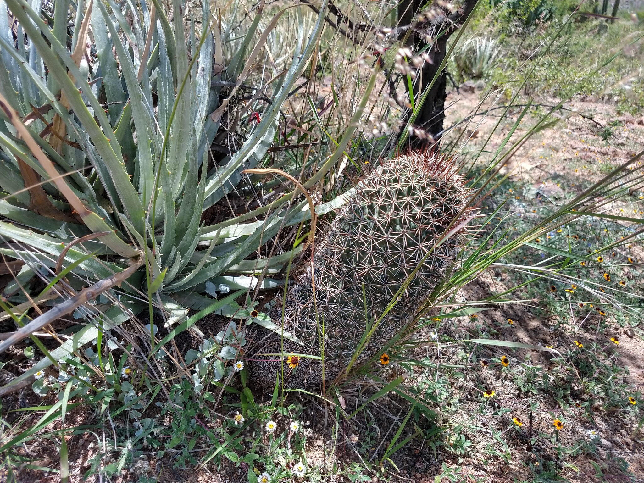 Coryphantha clavata