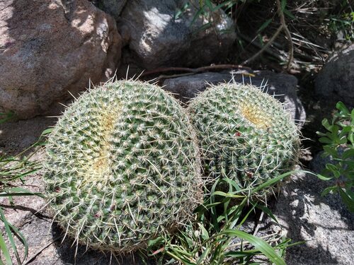 Mammillaria muehlenpfordtii