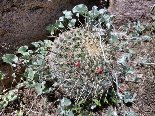 Mammillaria muehlenpfordtii