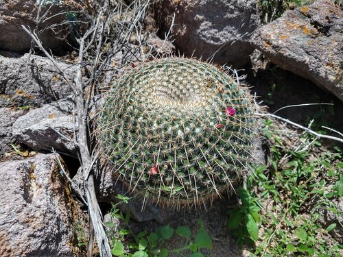 Mammillaria muehlenpfordtii