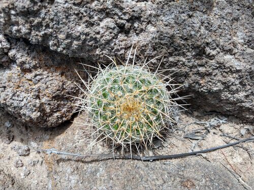 Mammillaria muehlenpfordtii