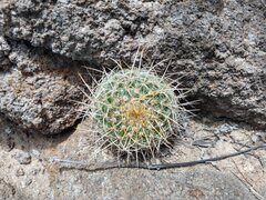 Mammillaria muehlenpfordtii