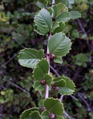 Ceanothus masonii