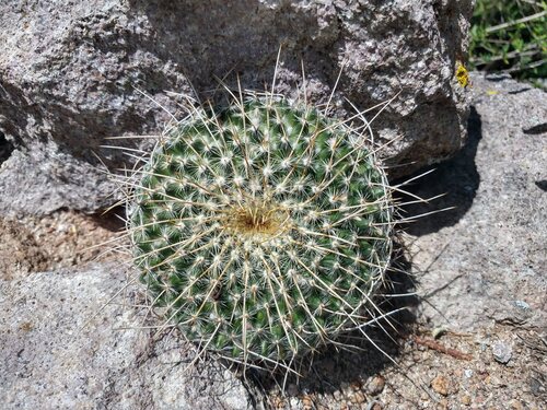 Mammillaria muehlenpfordtii