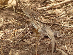 Acanthodactylus margaritae