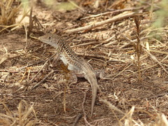 Acanthodactylus margaritae