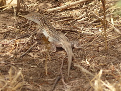 Acanthodactylus margaritae