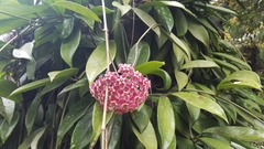 Hoya pubicalyx