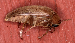 Ripiphoridae