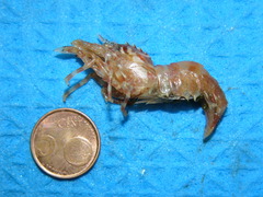 Lebbeus groenlandicus