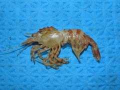 Lebbeus groenlandicus