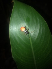 Dindymus daiacus