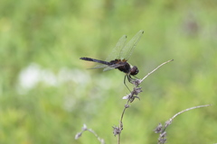 Macrodiplax balteata