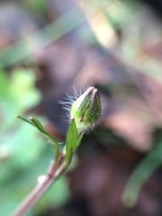 Ranunculus tuberosus