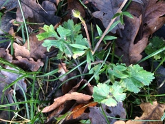 Ranunculus tuberosus
