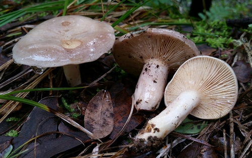 Lactarius californiensis