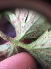 Ranunculus tuberosus