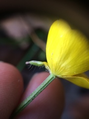Ranunculus tuberosus