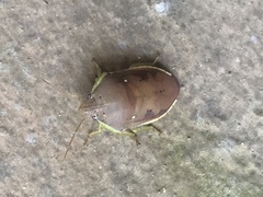 Coleotichus borealis