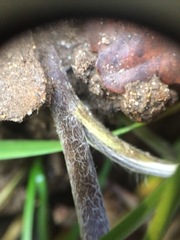 Ranunculus tuberosus