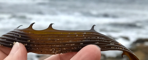 Lessonia corrugata, 2025-10-14