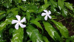 Rauvolfioideae