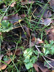 Ranunculus tuberosus