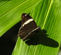 Abisara fylla