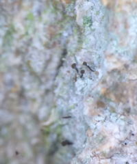 Chaenotheca trichialis