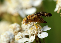 Oxyna flavipennis