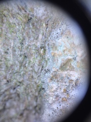 Chaenotheca trichialis