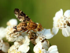 Oxyna flavipennis