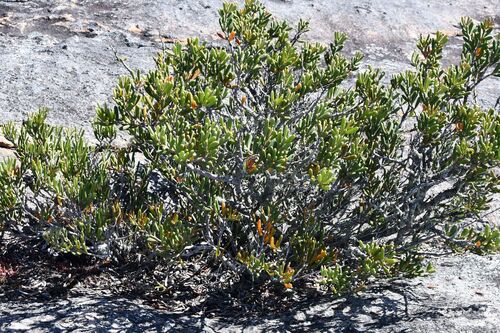 Hakea clavata, photograph 4