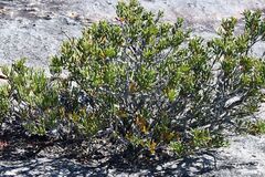 Hakea clavata, photograph (c) Em Lamond, some rights reserved (CC BY)
