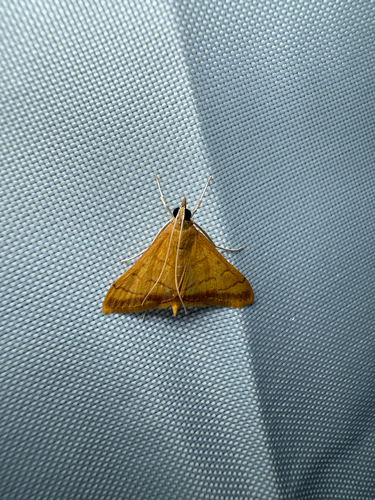 Golden Pyrausta Moth and Allies photo 2