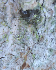 Chaenotheca brachypoda