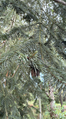 Abies religiosa, photograph author not stated, no rights reserved