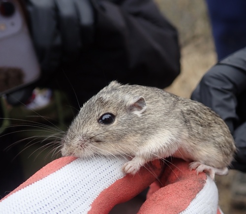 Great Basin Pocket Mouse