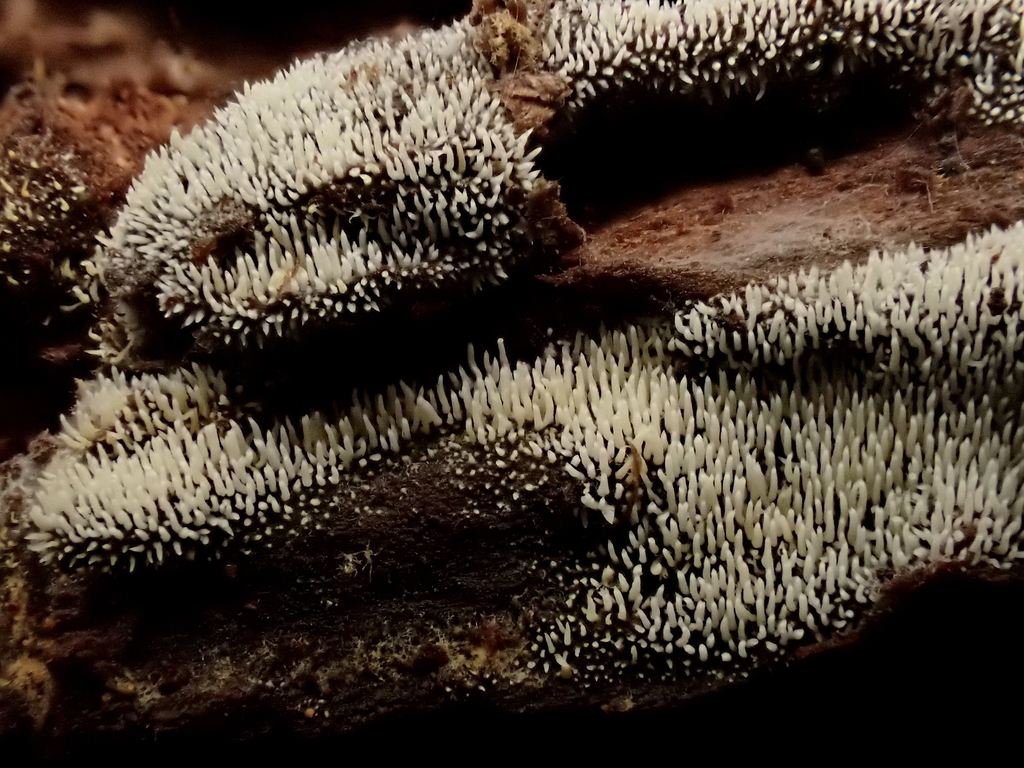 Mucronella sp. 'calva-CA03'