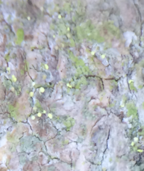 Chaenotheca brachypoda