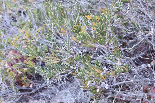 Hakea clavata, photograph 3