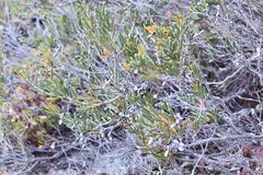 Hakea clavata, photograph (c) Em Lamond, some rights reserved (CC BY)