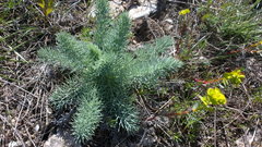 Seseli gummiferum
