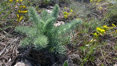 Seseli gummiferum