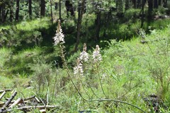 Asphodelus cerasiferus