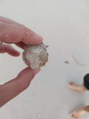 Macrostrombus costatus