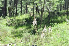 Asphodelus cerasiferus