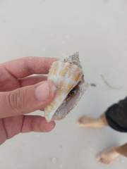 Macrostrombus costatus