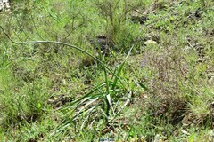 Asphodelus cerasiferus